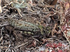 Angaracris barabensis