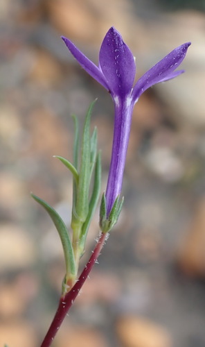 Image of Theilera guthriei by (c) Nicola van Berkel, some rights reserved (CC BY-SA)