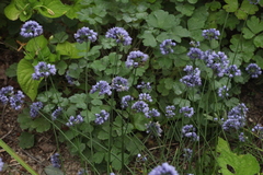 Allium sikkimense