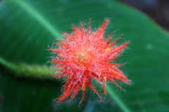 Gurania eriantha