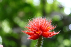 Gurania eriantha
