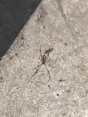 Latrodectus geometricus