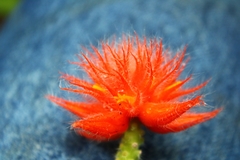 Gurania eriantha