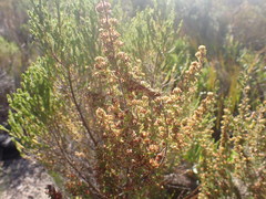 Erica glumiflora
