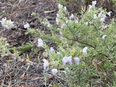 Conradina canescens image