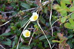 Dryas octopetala