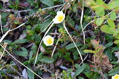 Dryas octopetala