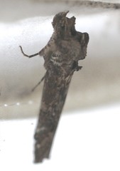Ortholomia moluccana