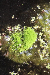 Thuidium peruvianum
