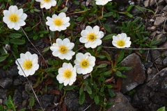 Dryas octopetala