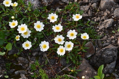 Dryas octopetala