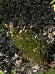 Schizaea incurvata