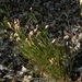 Schizaea incurvata - Photo (c) Sébastien SANT, alguns direitos reservados (CC BY-NC), uploaded by Sébastien SANT