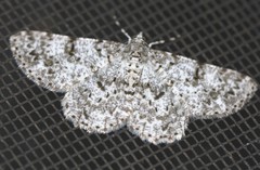 Thallogama corticola