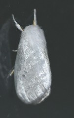 Euzora collucens