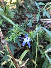 Lobelia siphilitica
