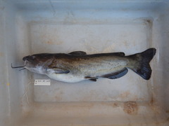 Ictalurus