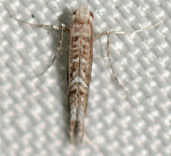 Neurobathra strigifinitella