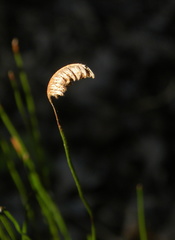 Schizaea incurvata