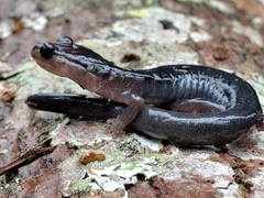 Plethodon metcalfi
