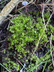 Ptychostomum salinum