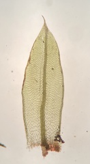 Ptychostomum salinum