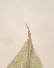 Ptychostomum salinum