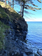 Ptychostomum salinum