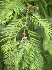 Metasequoia