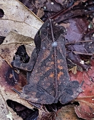 Rhinella margaritifera