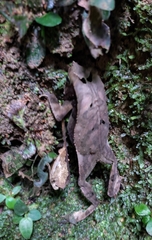 Rhinella margaritifera
