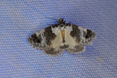 Xenogenes eustrotiodes