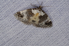 Xenogenes eustrotiodes