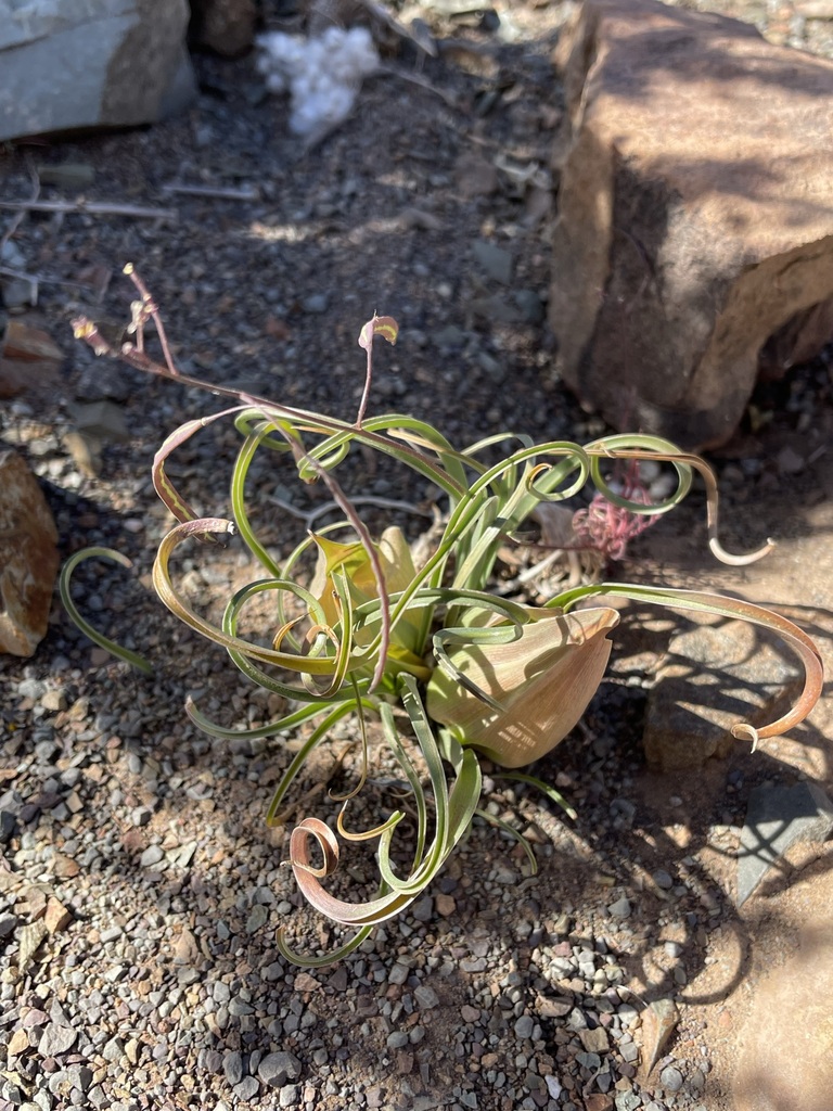 Colchicum volutare, Namakwa, Northern Cape, South Africa