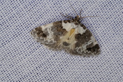 Xenogenes eustrotiodes