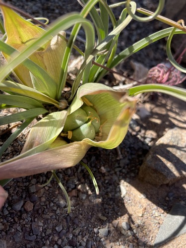 Colchicum volutare