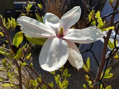 Magnolia × soulangeana