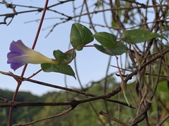 Ipomoea aristolochiifolia