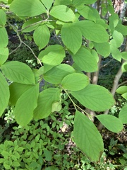 Styracaceae