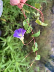 Ipomoea aristolochiifolia