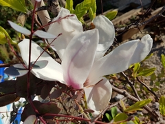 Magnolia × soulangeana