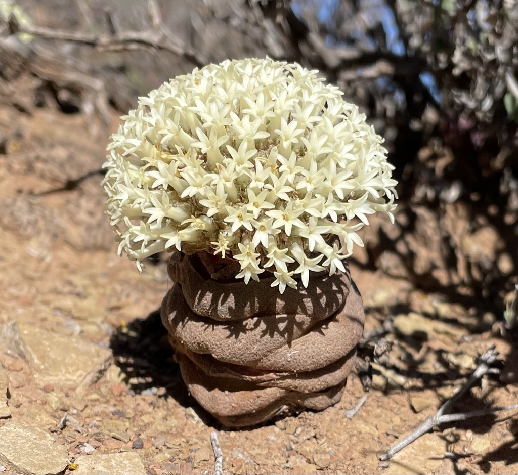 Crassula columnaris 2