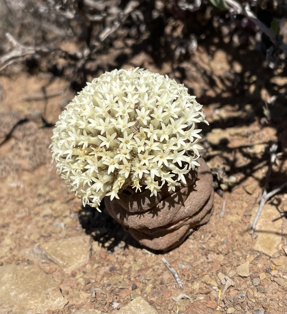 Crassula columnaris