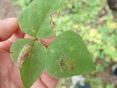 Macrosaccus morrisella