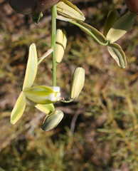 Albuca juncifolia