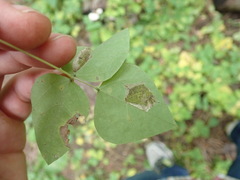 Macrosaccus morrisella