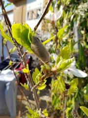 Magnolia × soulangeana