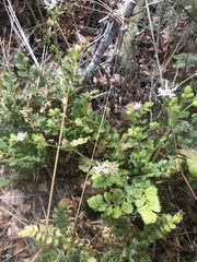 Horkelia cuneata puberula