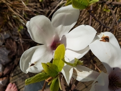 Magnolia × soulangeana