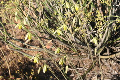 Albuca viscosa